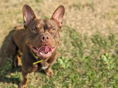 Scooter | French Bulldog Cross | Basildon (Essex) - 3