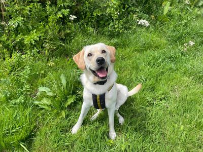 Jax | Retriever (Labrador) | Bridgend (Wales) - 2