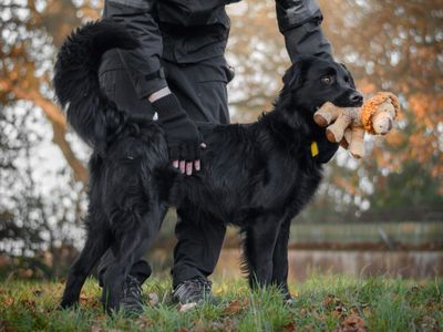 Freddie | Retriever (Labrador) Cross | Kenilworth (West Midlands) - 5