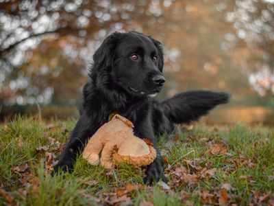 Freddie | Retriever (Labrador) Cross | Kenilworth (West Midlands) - 3