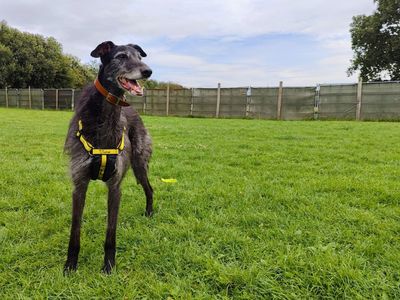 Sol | Lurcher | Manchester - 3