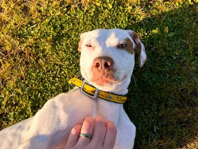 Cotton | Terrier (Staffordshire Bull) | Ballymena (Northern Ireland) - 5