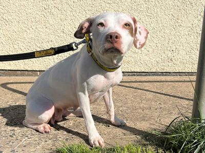 Cotton | Terrier (Staffordshire Bull) | Ballymena (Northern Ireland) - 3