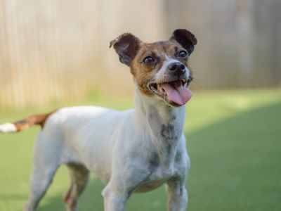 Jill | Terrier (Jack Russell) | Kenilworth (West Midlands) - 5