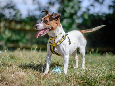 Jill | Terrier (Jack Russell) | Kenilworth (West Midlands) - 3