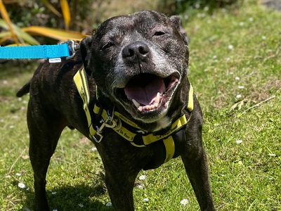 Peter | Terrier (Staffordshire Bull) | Canterbury - 3