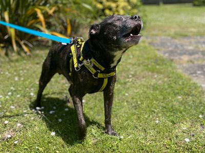 Peter | Terrier (Staffordshire Bull) | Canterbury - 2