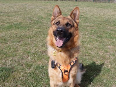 Reggie | German Shepherd Dog | Evesham (Worcestershire) - 5