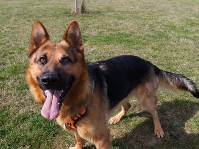 Reggie | German Shepherd Dog | Evesham (Worcestershire) - 3