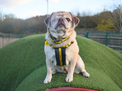 Peanut | Pug Cross | Harefield West London - 2