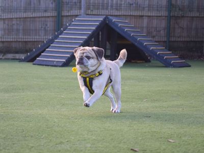 Peanut | Pug Cross | Harefield West London - 3