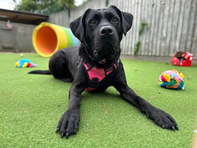 Bella Boo | Retriever (Labrador) Cross | Shoreham (Sussex) - 5