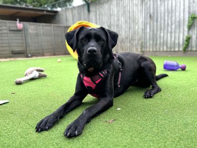 Bella Boo | Retriever (Labrador) Cross | Shoreham (Sussex) - 3