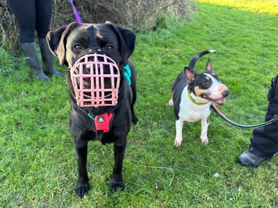 Bella Boo | Retriever (Labrador) Cross | Shoreham (Sussex) - 5