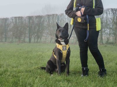 Freddie | German Shepherd Dog Cross | Loughborough - 5