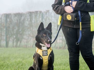 Freddie | German Shepherd Dog Cross | Loughborough - 3