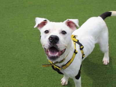 Chelsea | Terrier (Staffordshire Bull) Cross | Darlington - 3