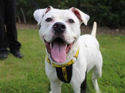 Chelsea | Terrier (Staffordshire Bull) Cross | Darlington - 5