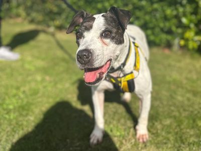 Alison | Terrier (Staffordshire Bull) | Evesham (Worcestershire) - 3