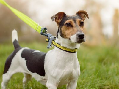 Lia | Terrier (Jack Russell) | Kenilworth (West Midlands) - 5