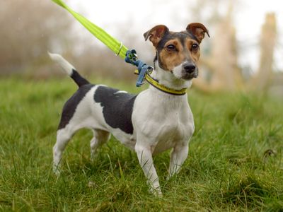 Lia | Terrier (Jack Russell) | Kenilworth (West Midlands) - 3