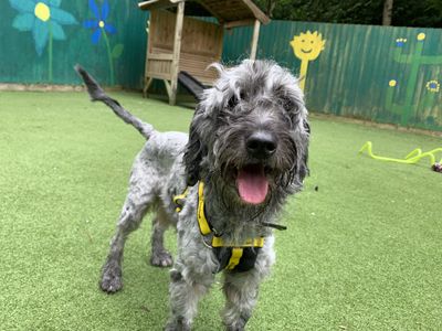 Eddie | Poodle Cross | Ilfracombe - 3