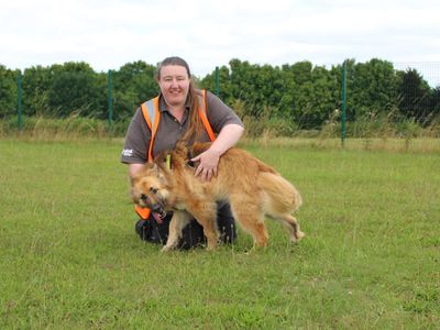 Tilly | German Shepherd Dog | Salisbury (Wiltshire) - 3