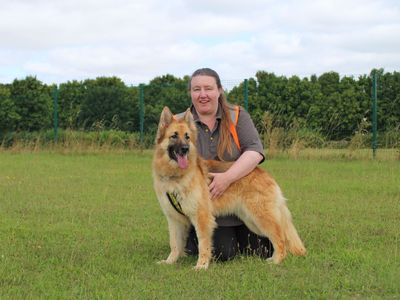 Tilly | German Shepherd Dog | Salisbury (Wiltshire) - 5