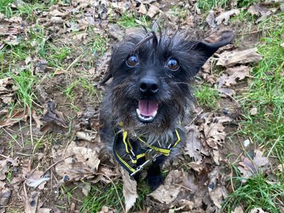 Lola | Terrier (Yorkshire) Cross | Snetterton (Norfolk) - 2