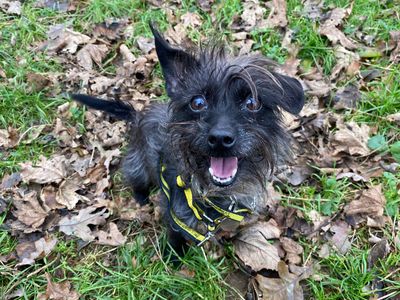 Lola | Terrier (Yorkshire) Cross | Snetterton (Norfolk) - 3