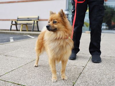 Mr Todd | Pomeranian | Darlington - 2