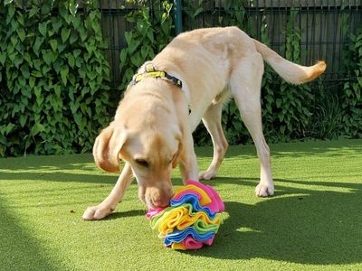 Henry | Retriever (Labrador) | Shoreham (Sussex) - 2