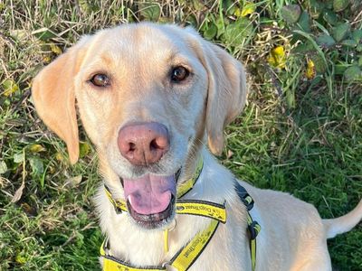 Henry | Retriever (Labrador) | Shoreham (Sussex) - 3