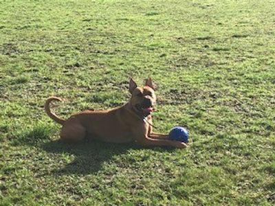 Monty | Terrier (Staffordshire Bull) Cross | Salisbury (Wiltshire) - 1