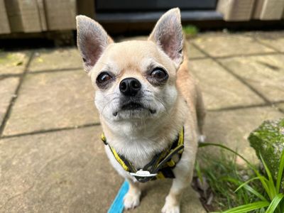 Buddy Chihuahua | Chihuahua (Smooth Coat) | Ilfracombe - 1