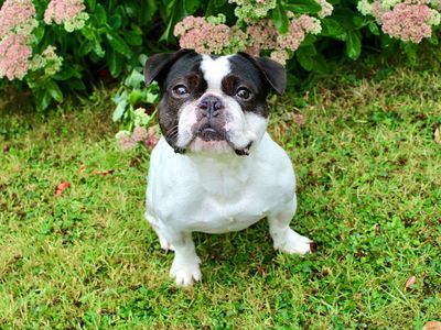 Timmy | French Bulldog | Evesham (Worcestershire) - 3