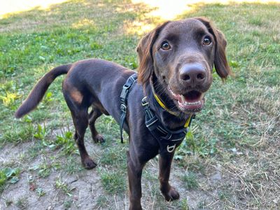 Andy Pandy Pudding and Pie | Spaniel (English Springer) | Basildon (Essex) - 3