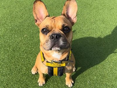 Coco | French Bulldog Cross | Canterbury - 3