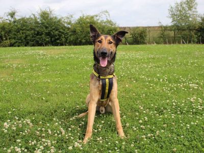 Frazer | Belgian Shepherd Dog (Malinois) Cross | Darlington - 3