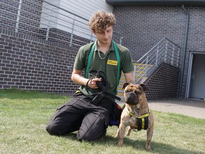 Derek | Pug Cross | Evesham (Worcestershire) - 2