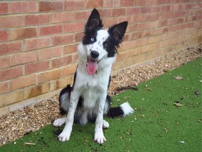 Max | Collie (Border) | Harefield West London - 3