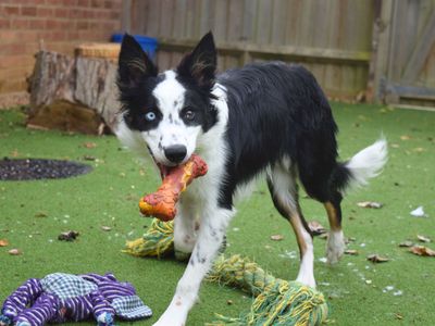 Max | Collie (Border) | Harefield West London - 5