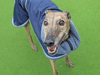 Harley | Greyhound | Basildon (Essex) - 3