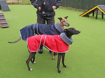 Harley | Greyhound | Basildon (Essex) - 5