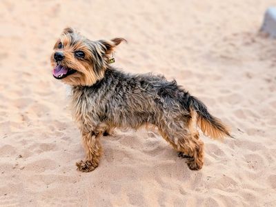 Daisy | Terrier (Yorkshire) | Cardiff - 3