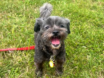 Maya | Shih Tzu Cross | Shoreham (Sussex) - 3