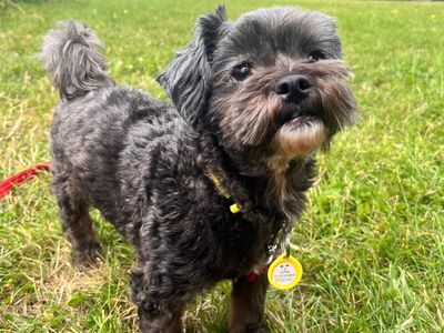 Maya | Shih Tzu Cross | Shoreham (Sussex) - 2