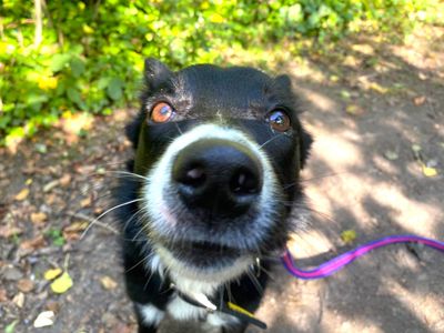 Margot | Collie (Border) | Ballymena (Northern Ireland) - 5