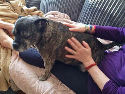 Lola Lou | Terrier (Staffordshire Bull) Cross | Shoreham (Sussex) - 3