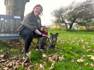 Lola Lou | Terrier (Staffordshire Bull) Cross | Shoreham (Sussex) - 3